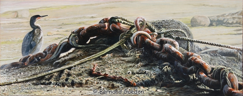 Peintre naturaliste B.Guédon, Cormoran.