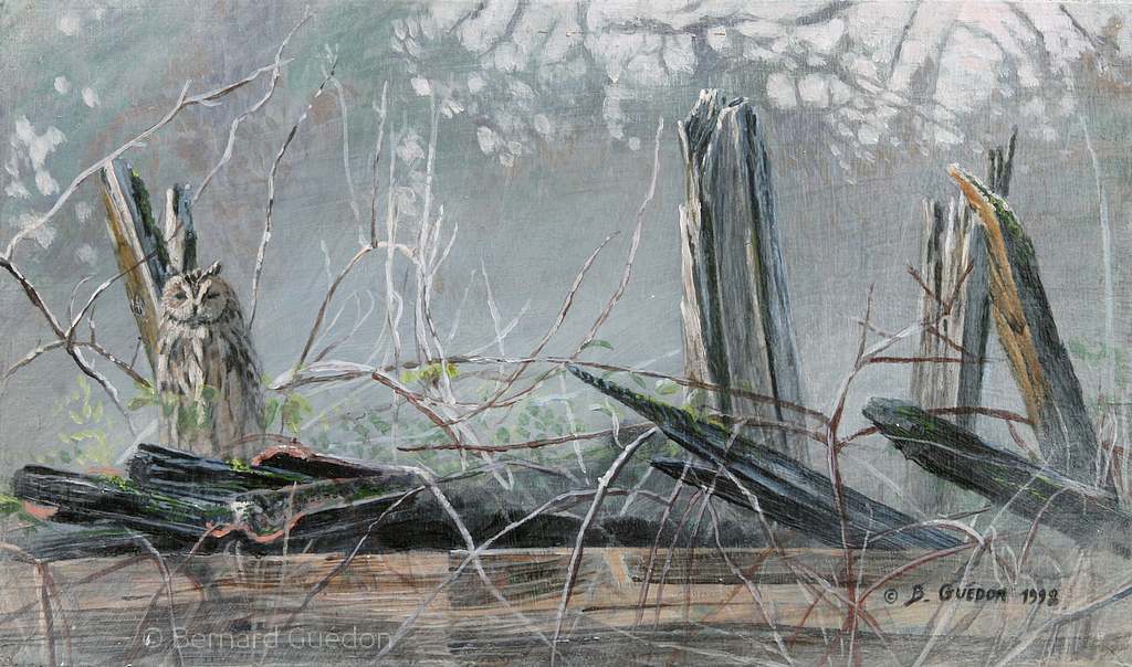 hibou-moyen-duc. Acrylique sur panneau Bernard Guédon