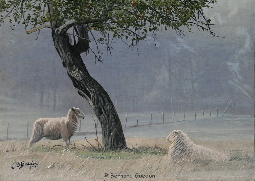Peinture naturaliste,moutons.B.Guédon