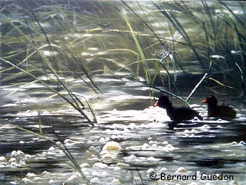 Petites poules d'eau et bulles de méthane.B.Guedon